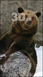 Bear III