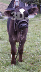 Calf