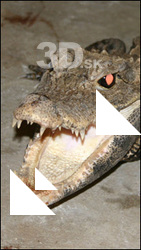 Crocodile