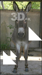 Donkey