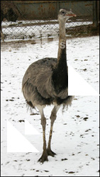 Emus