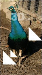 Peacock I
