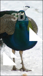 Peacock poses