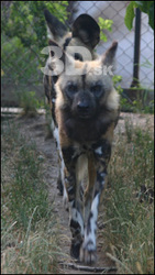African Wild Dog