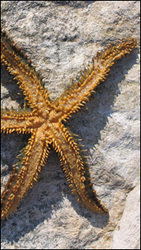 Starfish