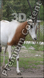 Adax poses