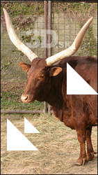 African Cow