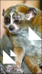 Nycticebus