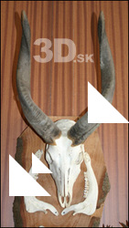 Skulls