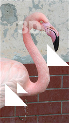 Flamingos I