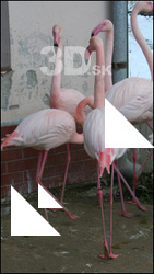 Flamingos II