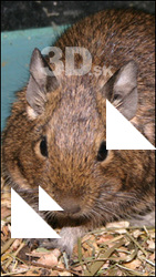 Rodent