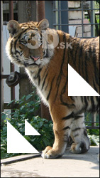 Tiger II
