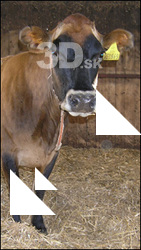 Cow
