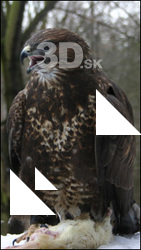 Buteo