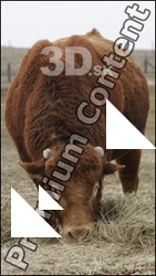 Bull2