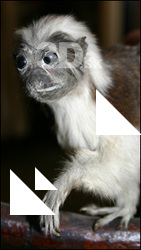 Saguinus