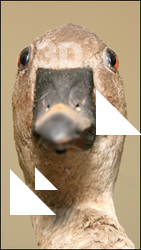 Goose