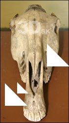 Skull 2