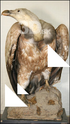 Vulture