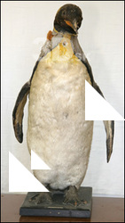 Pinguin