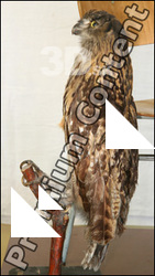 Owl 2
