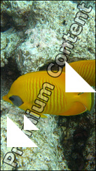 Fish # 3