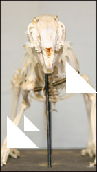 Skeleton 4