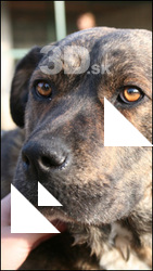 Dog # 5