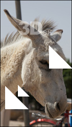 Donkey # 2