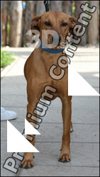 Dog # 6