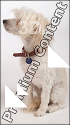 Dog # 7