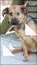 Dog # 8