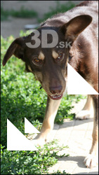 Dog # 9