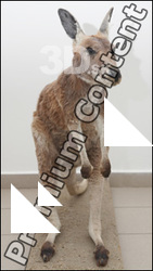 Kangaroo