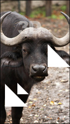 Buffalo