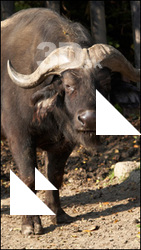 Buffalo poses