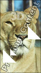Lion # 2