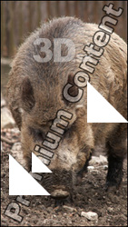 Boar