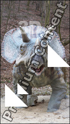 Triceratops