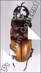 Beetle