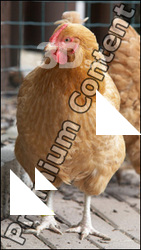 Hen # 2
