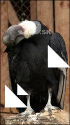Condor
