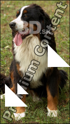 Dog # 10