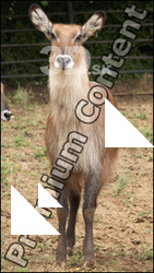 Deer