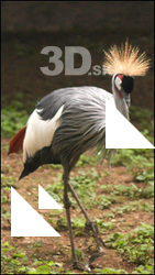 Bird # 3