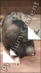 Minipig