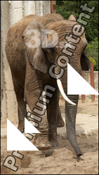 Elephant # 3