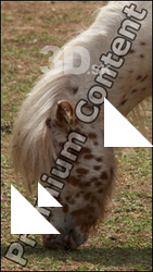 Pony