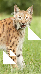 Bobcat